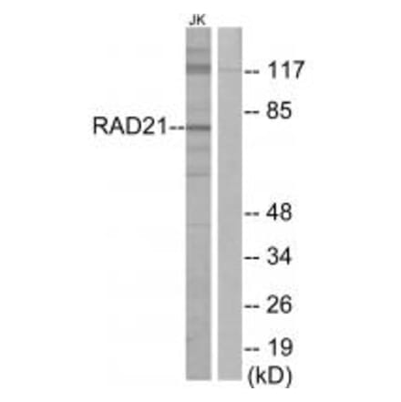 Western blot - RAD21 Antibody from Signalway Antibody (34296) - Antibodies.com