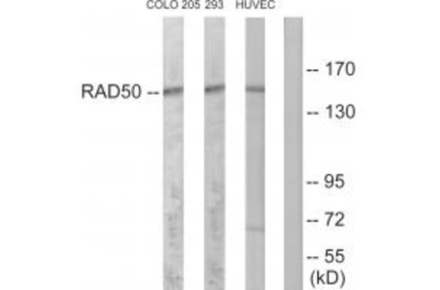 Western blot - RAD50 Antibody from Signalway Antibody (34297) - Antibodies.com