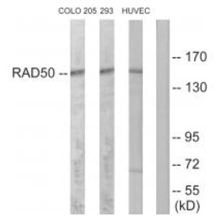 Western blot - RAD50 Antibody from Signalway Antibody (34297) - Antibodies.com