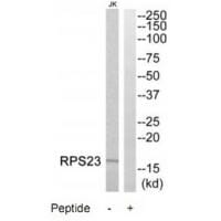 Western blot analysis of extracts from Jurkat cells, using RPS23 antibody #34336.
