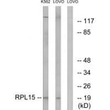 Western blot - RPL15 Antibody from Signalway Antibody (34348) - Antibodies.com