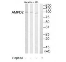 Western blot - AMPD2 Antibody from Signalway Antibody (34410) - Antibodies.com
