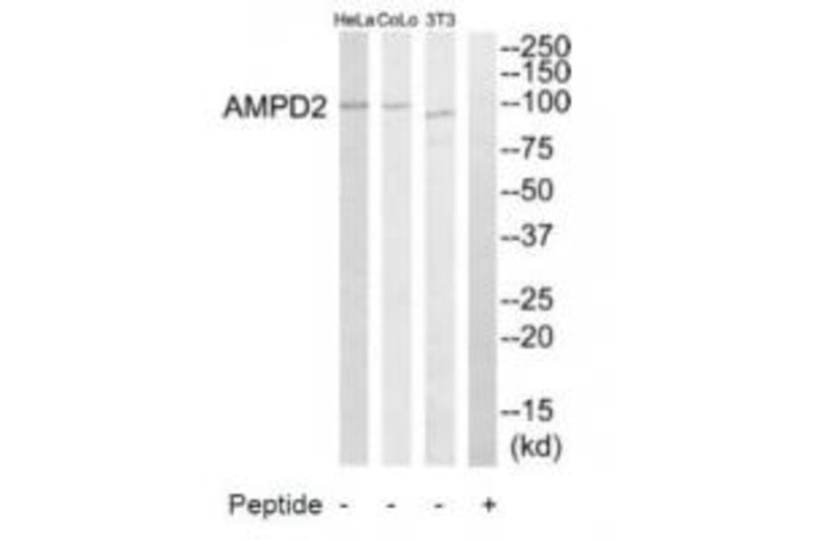 Western blot - AMPD2 Antibody from Signalway Antibody (34410) - Antibodies.com