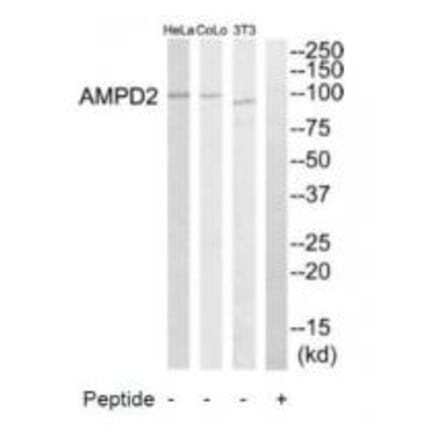 Western blot - AMPD2 Antibody from Signalway Antibody (34410) - Antibodies.com