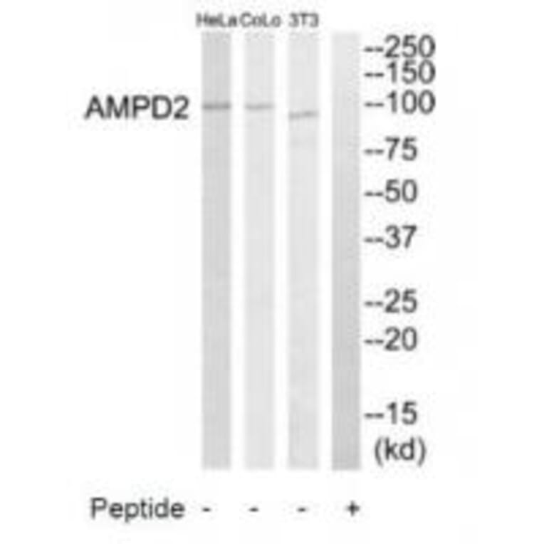 Western blot - AMPD2 Antibody from Signalway Antibody (34410) - Antibodies.com