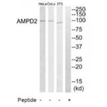 Western blot - AMPD2 Antibody from Signalway Antibody (34410) - Antibodies.com