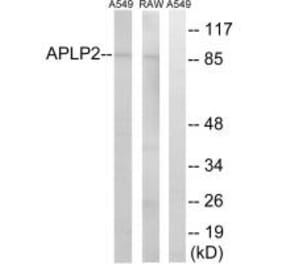 Western blot - APLP2 Antibody from Signalway Antibody (34415) - Antibodies.com