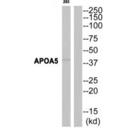 Western blot - APOA5 Antibody from Signalway Antibody (34429) - Antibodies.com