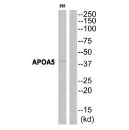 Western blot - APOA5 Antibody from Signalway Antibody (34429) - Antibodies.com