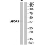 Western blot - APOA5 Antibody from Signalway Antibody (34429) - Antibodies.com