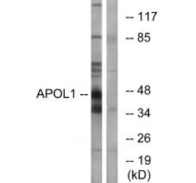 Western blot - APOL1 Antibody from Signalway Antibody (34431) - Antibodies.com