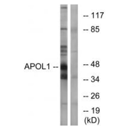 Western blot - APOL1 Antibody from Signalway Antibody (34431) - Antibodies.com