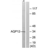 Western blot - AQP12 Antibody from Signalway Antibody (34435) - Antibodies.com