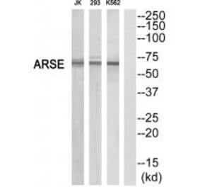 Western blot - ARSE Antibody from Signalway Antibody (34442) - Antibodies.com