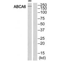 Western blot analysis of extracts from 293 cells, using ABCA6 antibody #34457.