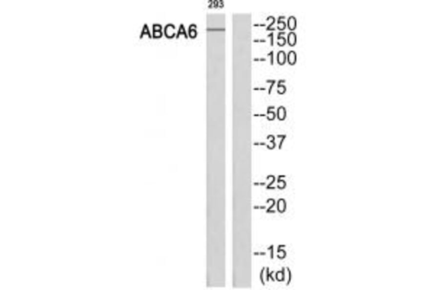 Western blot - ABCA6 Antibody from Signalway Antibody (34457) - Antibodies.com