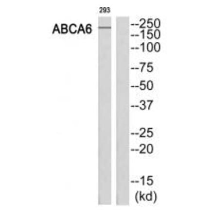 Western blot - ABCA6 Antibody from Signalway Antibody (34457) - Antibodies.com