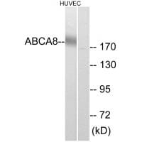 Western blot analysis of extracts from HUVEC cells, using ABCA8 antibody #34458.
