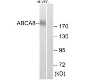 Western blot - ABCA8 Antibody from Signalway Antibody (34458) - Antibodies.com