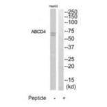 Western blot - ABCD4 Antibody from Signalway Antibody (34462) - Antibodies.com
