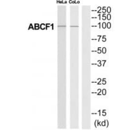 Western blot - ABCF1 Antibody from Signalway Antibody (34463) - Antibodies.com