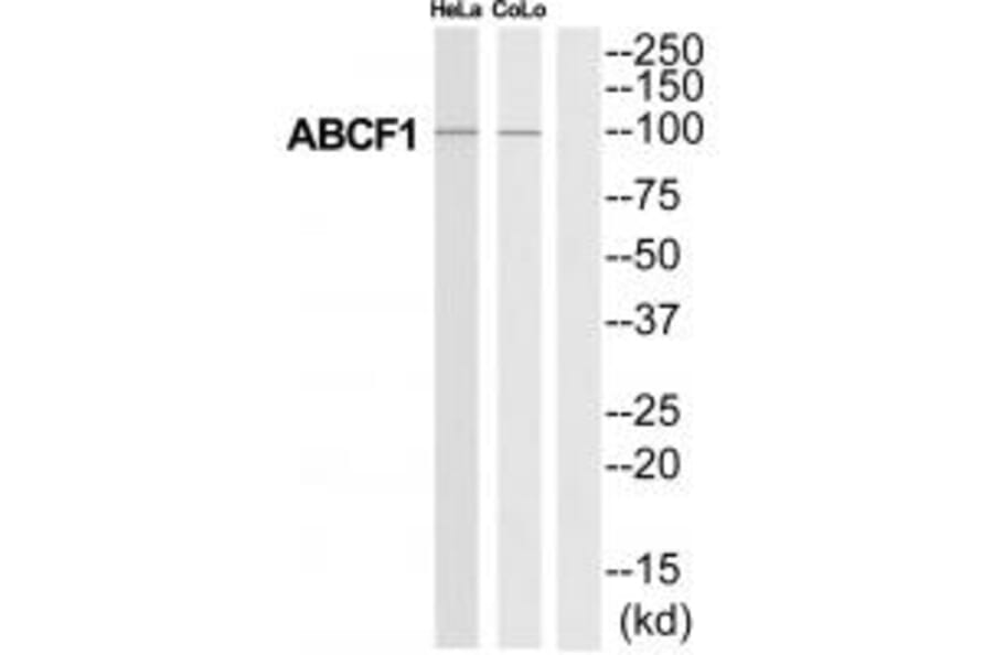 Western blot - ABCF1 Antibody from Signalway Antibody (34463) - Antibodies.com