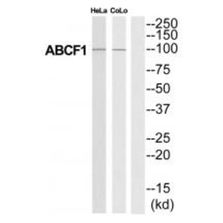 Western blot - ABCF1 Antibody from Signalway Antibody (34463) - Antibodies.com