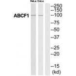 Western blot - ABCF1 Antibody from Signalway Antibody (34463) - Antibodies.com