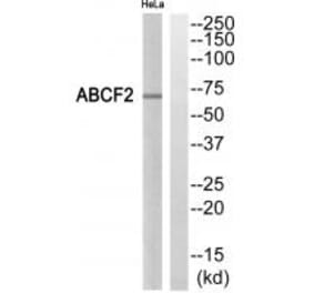 Western blot - ABCF2 Antibody from Signalway Antibody (34464) - Antibodies.com