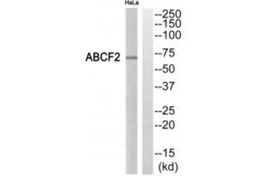 Western blot - ABCF2 Antibody from Signalway Antibody (34464) - Antibodies.com
