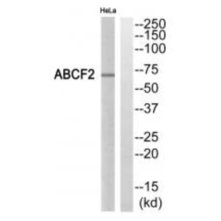 Western blot - ABCF2 Antibody from Signalway Antibody (34464) - Antibodies.com