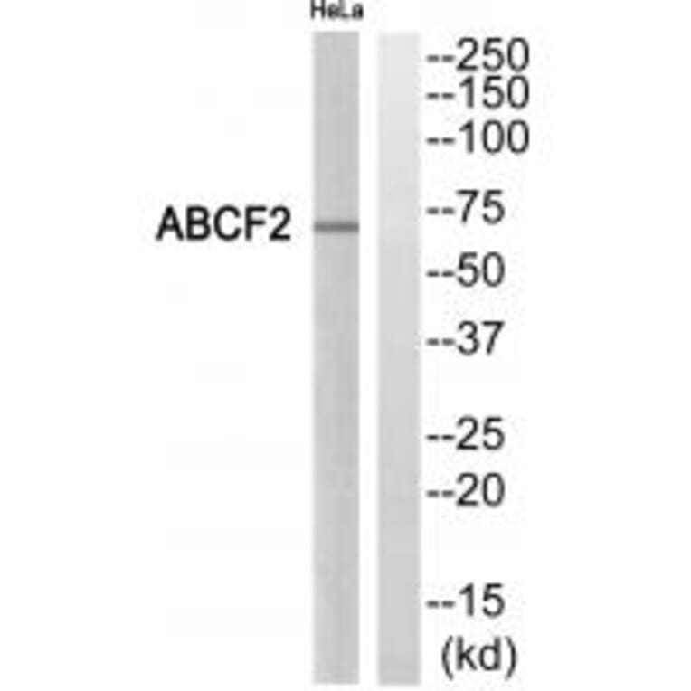 Western blot - ABCF2 Antibody from Signalway Antibody (34464) - Antibodies.com