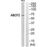 Western blot - ABCF2 Antibody from Signalway Antibody (34464) - Antibodies.com