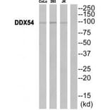 Western blot - DDX54 Antibody from Signalway Antibody (34469) - Antibodies.com