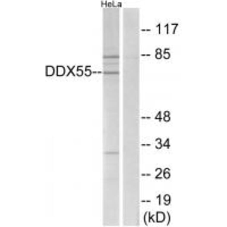 Western blot - DDX55 Antibody from Signalway Antibody (34470) - Antibodies.com