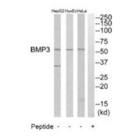 Western blot - BMP3 Antibody from Signalway Antibody (34500) - Antibodies.com