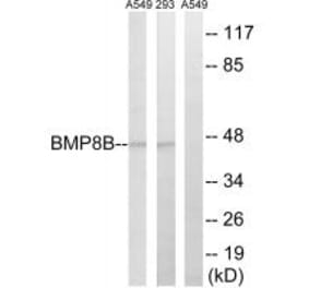 Western blot - BMP8B Antibody from Signalway Antibody (34502) - Antibodies.com