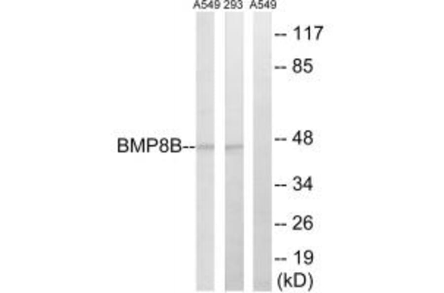 Western blot - BMP8B Antibody from Signalway Antibody (34502) - Antibodies.com