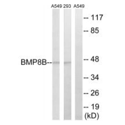 Western blot - BMP8B Antibody from Signalway Antibody (34502) - Antibodies.com