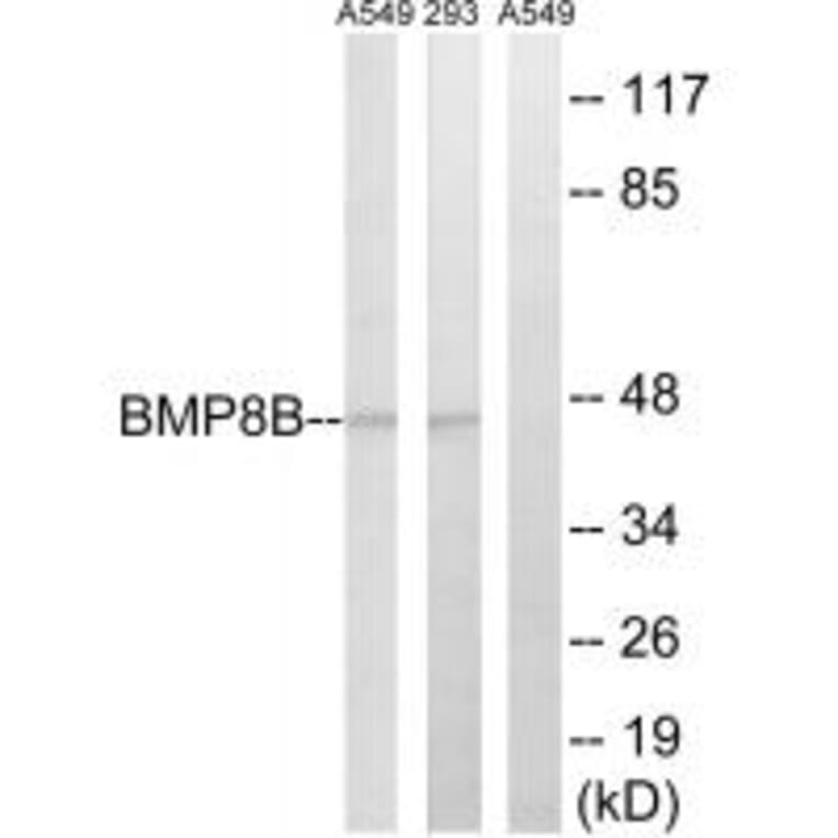 Western blot - BMP8B Antibody from Signalway Antibody (34502) - Antibodies.com