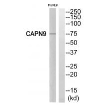 Western blot - CAPN9 Antibody from Signalway Antibody (34521) - Antibodies.com