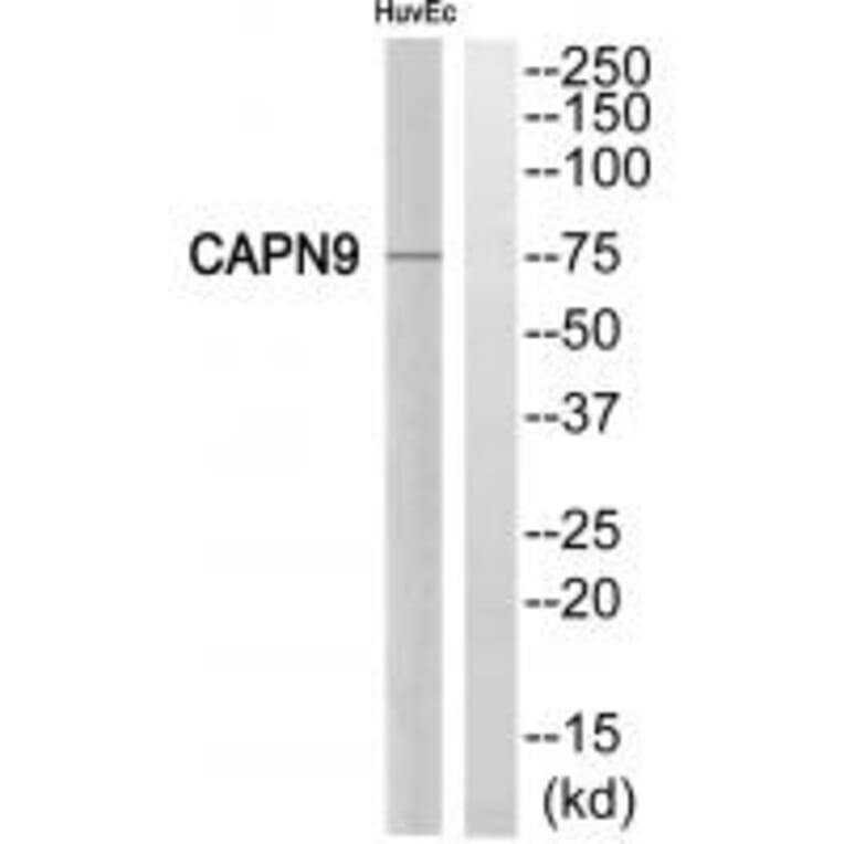 Western blot - CAPN9 Antibody from Signalway Antibody (34521) - Antibodies.com