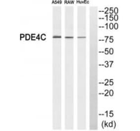 Western blot - PDE4C Antibody from Signalway Antibody (34525) - Antibodies.com