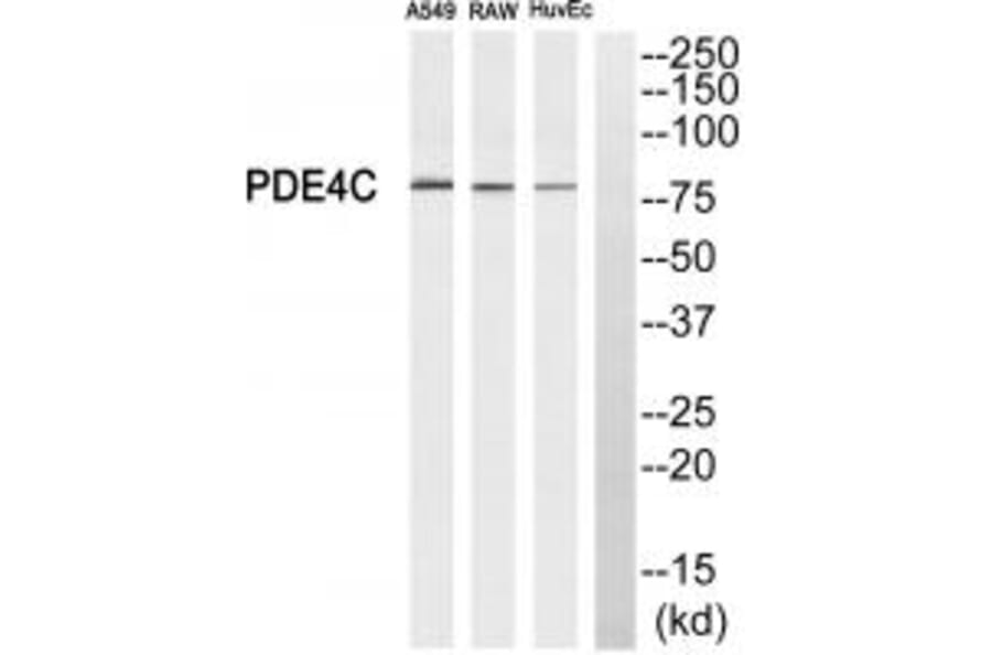 Western blot - PDE4C Antibody from Signalway Antibody (34525) - Antibodies.com