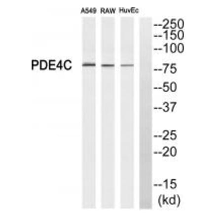 Western blot - PDE4C Antibody from Signalway Antibody (34525) - Antibodies.com