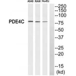 Western blot - PDE4C Antibody from Signalway Antibody (34525) - Antibodies.com