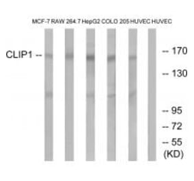 Western blot - CLIP1 Antibody from Signalway Antibody (34529) - Antibodies.com