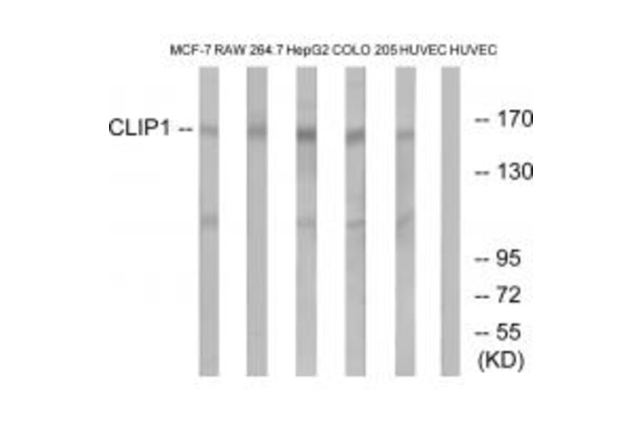 Western blot - CLIP1 Antibody from Signalway Antibody (34529) - Antibodies.com