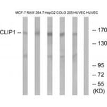 Western blot - CLIP1 Antibody from Signalway Antibody (34529) - Antibodies.com
