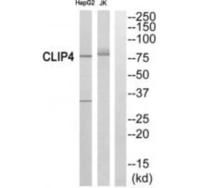 Western blot - CLIP4 Antibody from Signalway Antibody (34531) - Antibodies.com